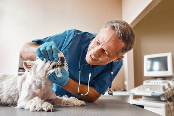 Best Emergency Dental Care for Abscessed Tooth in Hemby Bridge, NC